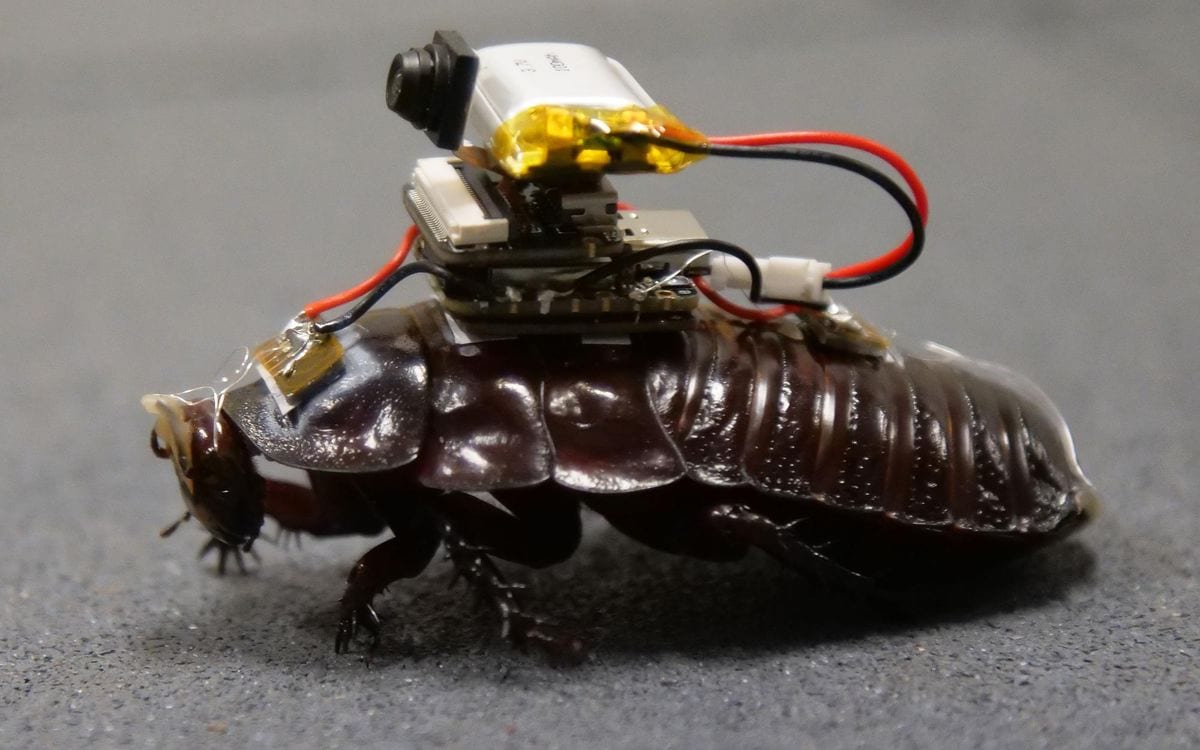 Large brown cockroach fitted with an electronic device and wires on its back