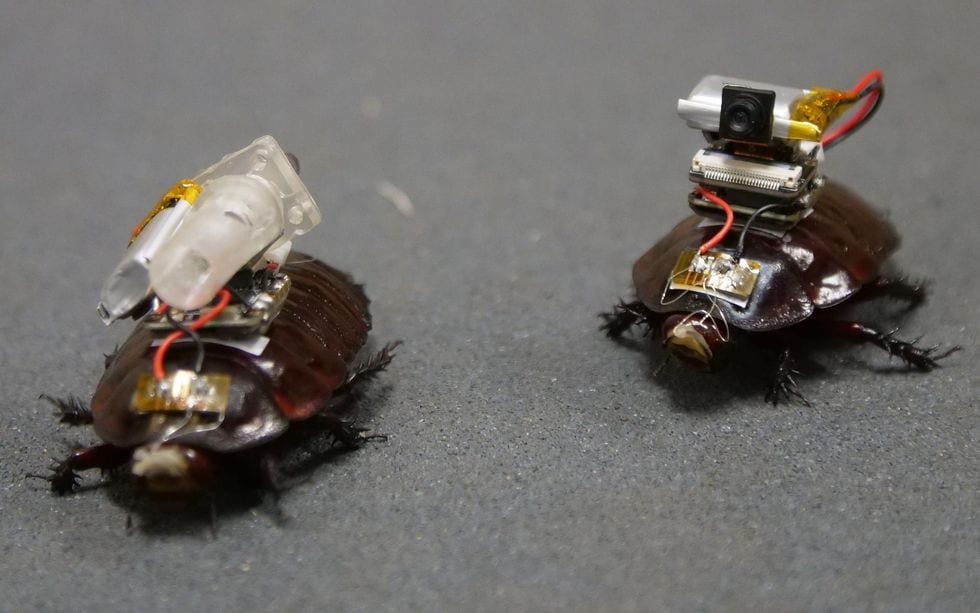 Two large cockroaches each with a set of electronics and sensors on their carapace
