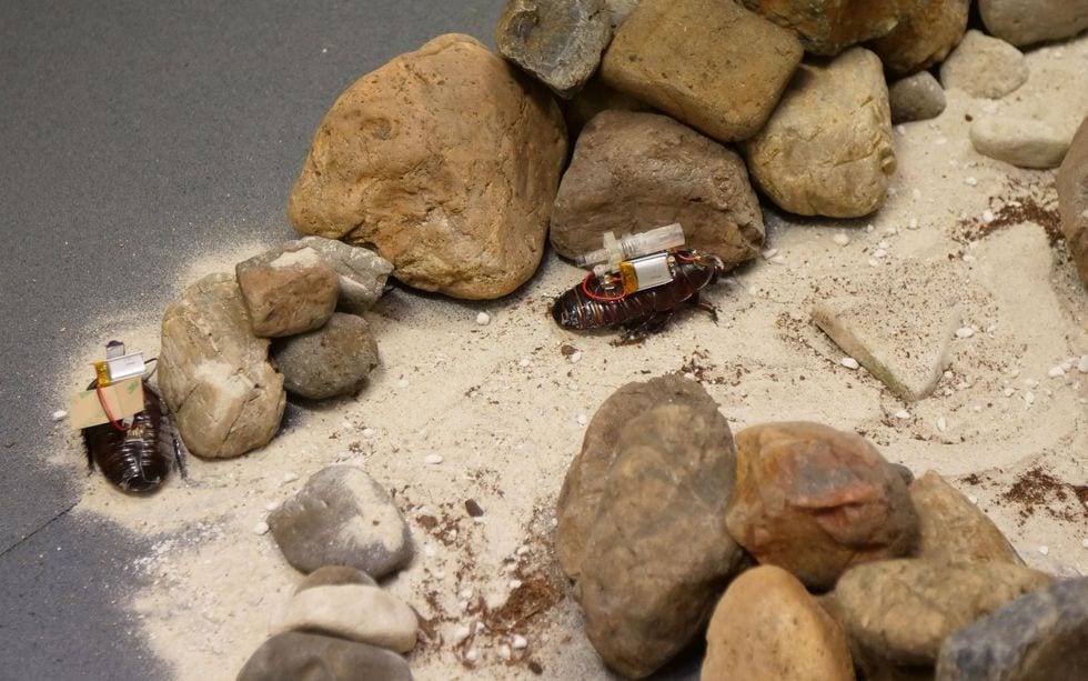 Two large cockroaches with backpack electronics navigate around rocks and over sand.