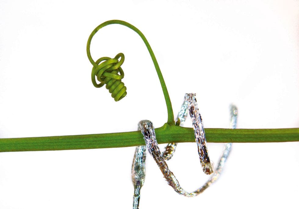 photo of silver metallic coil wrapped around a green plant vine