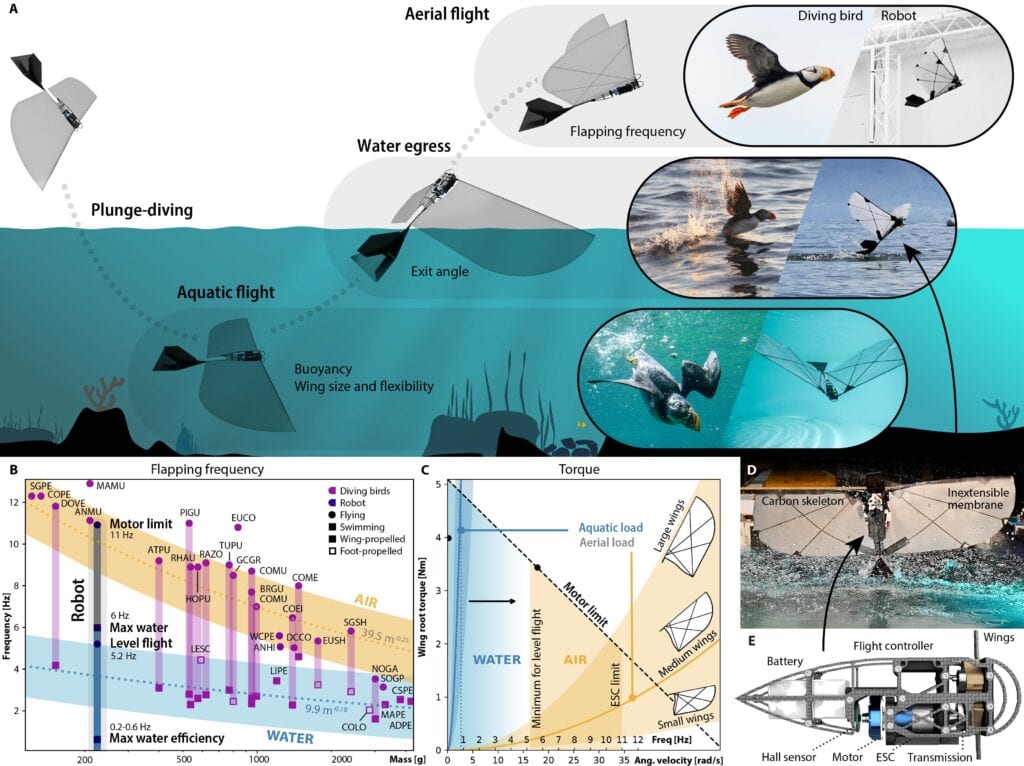 This flapping wing robot swims underwater, then flies away