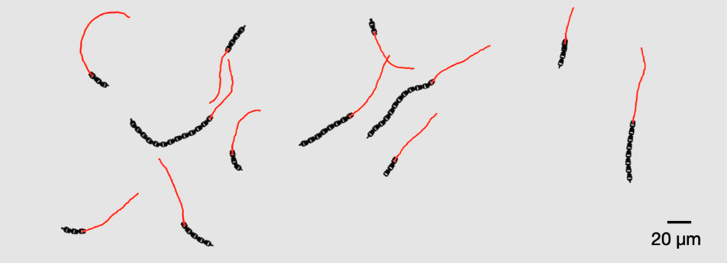 Flexible microrobots swim without sensors or software